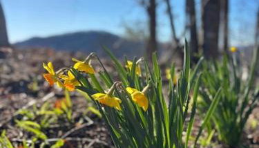 Charming Cabin with Incredible Mountain Views - Foto 5, Garden view