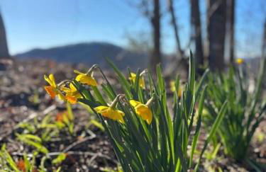 Charming Cabin with Incredible Mountain Views - Foto 5