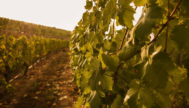 Hojas de vid
