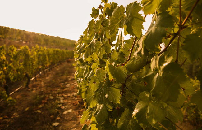 Visita a la bodega Viña Costeira - Foto 3