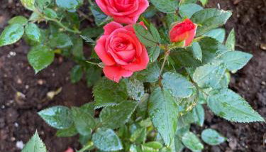 Climbing House Chèrie Madeleine - Foto 3