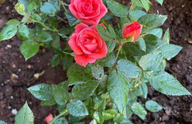 Climbing House Chèrie Madeleine - Foto 3