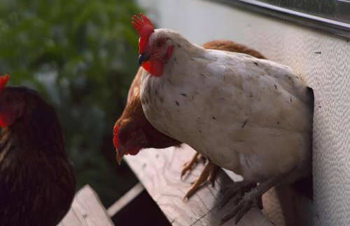 Altvogtshof - Photo 7