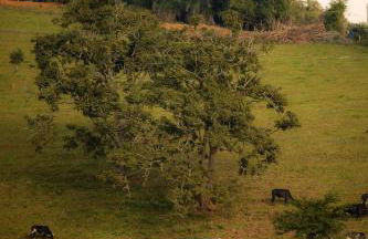 Cabana Tekoá - Teto de vidro e telão de cinema - Foto 45
