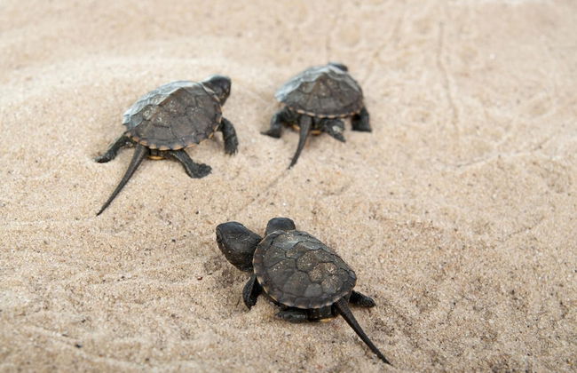 Panareti Coral Bay Hotel - Foto 54