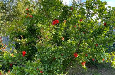 My House in Paralia Messi - Foto 15