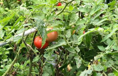 Casa da Lomba Piscina y vistas al mar en Baiona - Foto 62