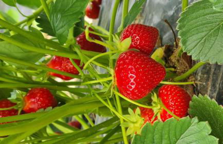 Gite des noisetiers - Foto 26