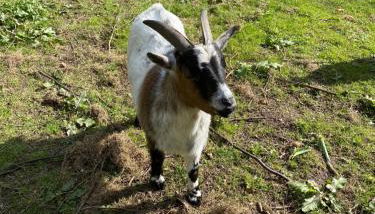 Ferienwohnung auf einem Resthof zentral gelegen mit viel Natur und Tieren - Foto 2