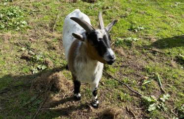 Ferienwohnung auf einem Resthof zentral gelegen mit viel Natur und Tieren - Foto 2