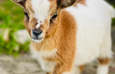 Quinta da Fé - Foto 14