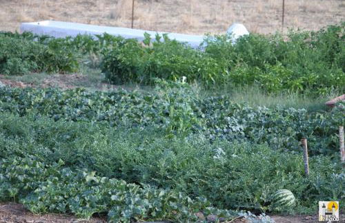 Cortijo Huerta Galindo - Foto 34