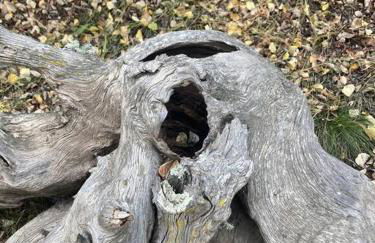 Cozy Cabin - Foto 23