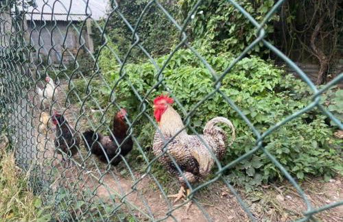 Gîte à la ferme de la Corbinais - Foto 13