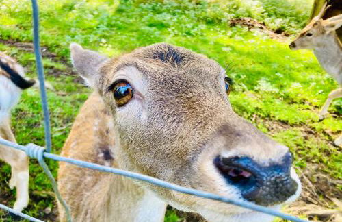 Panoramablick mit Premium-Wanderwegen vor der Haustür - Foto 57