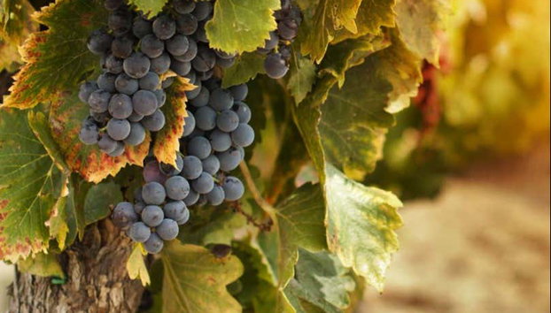 Visita a la bodega Valdelosfrailes - Foto 4, Un producto de primera calidad