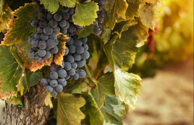 Excursão à adega Valdelosfrailes - Foto 4