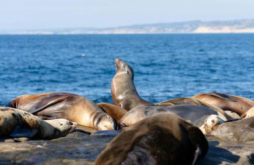 Near All Things SD - Canyonview - Jacuzzi - EV Charge - Foto 65