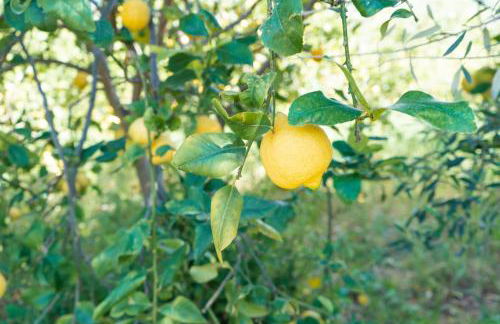 Kubos Agrirelais - Foto 48