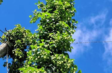 Holledauer Hopfakammerl - Foto 30