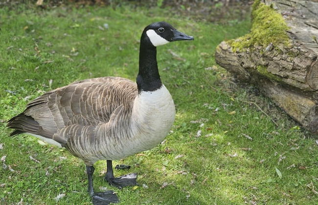 Inviting 1-bed Cabin in Newmarket - Foto 6