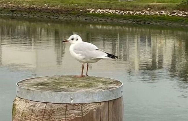 Modern Holiday Home With Sauna - Foto 14