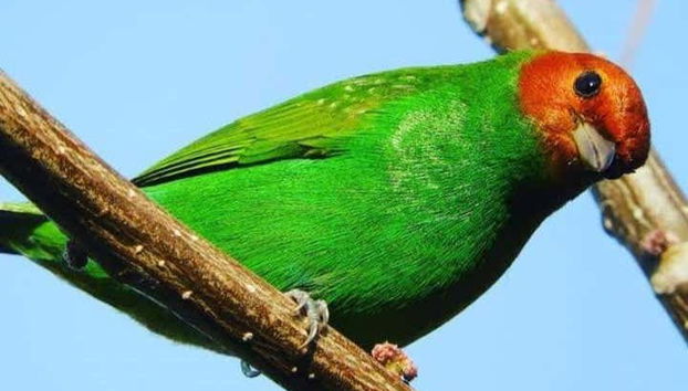 Learning about the regional birds