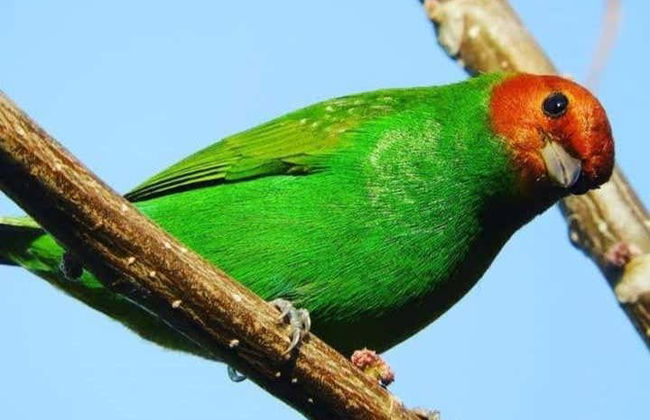 Minca Bird Watching Tour - Photo 5