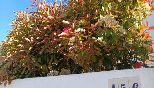 Casa da Ti Emília - Foto 2