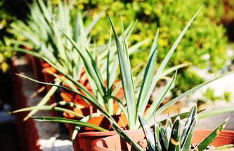 Le Mas de la Palmeraie - Appartement dans propriété privée au calme avec piscine et tennis - Foto 14