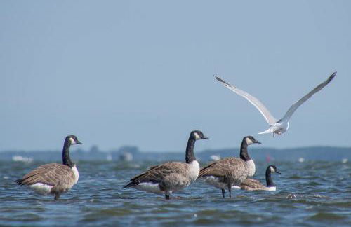 Ferienhaus Lagom - Foto 19