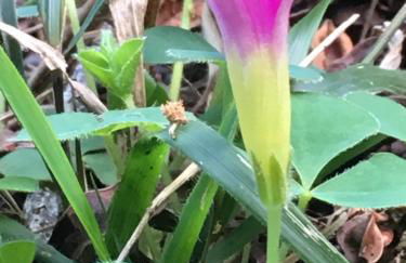 TRIPLEX TERRASSE VUE EXCLUSIVE SUR L OCÉAN ,WIFI - Foto 25