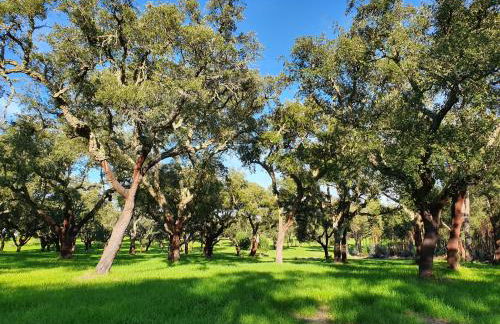 Quinta da Bizelga Cottages - Foto 52