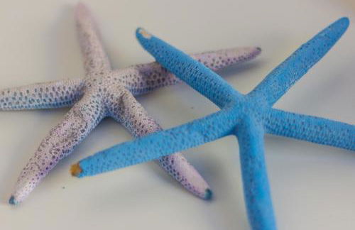 Le Conchiglie - Foto 6