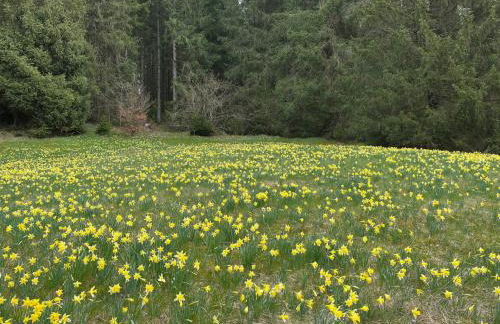 FerienLoft Eifeel Good - Natururlaub in Monschau - Foto 22