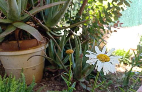 VILLA FALCONERA APARTAMENTS, GANDIA a las faldas de la montaña RELAX & PETS - Foto 34