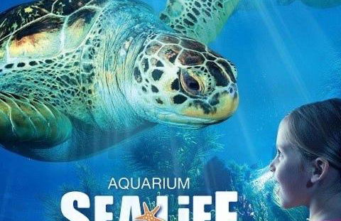 Le petit nid de chessy - Foto 17