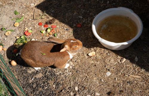 Le Pavillon des Officiers - Foto 65