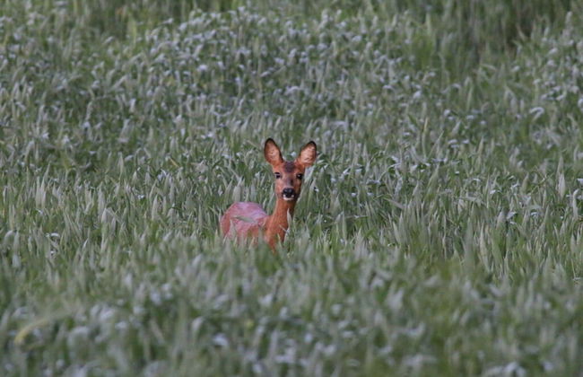 Romantic Thatched Roof House - Foto 58