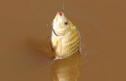 Chales em Salesopolis - Recanto da Barra - Foto 50