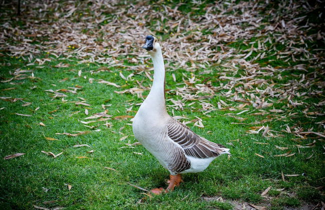 Agriturismo Bosco del Gal - Photo 46