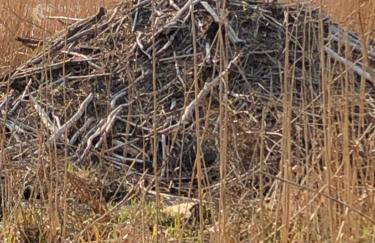 Urlaubsglück Familien- & Hunde-Paradies - Foto 26