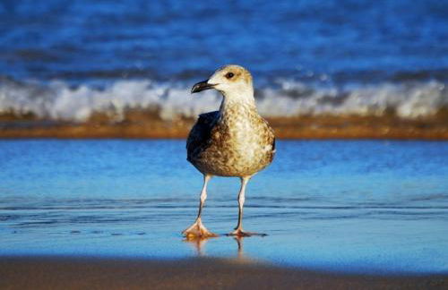 Vila Bushiribana - Vivenda Johanna - Foto 42