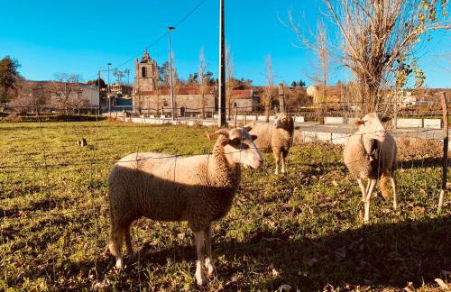 Palheiro Mezio - Foto 24