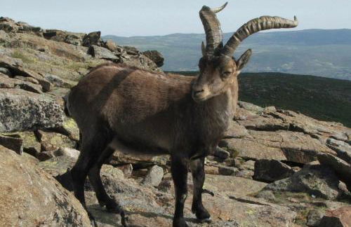El Nido de Gredos cuco apartamento con chimenea - Foto 10