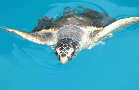 Villa FARO - new house, near beaches, heated pool, playroom, bbq, Salvore - Istria - Foto 78