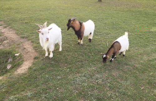 Gite des 2 arbres de la sagesse , agréable chalet avec spa privatif - Foto 20