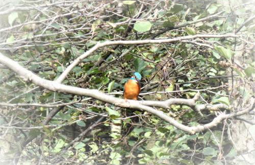 FeWo mit Balkon, Zimmermann - Foto 50