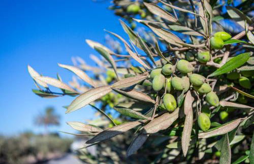 Glaros Kouremenos - Photo 34