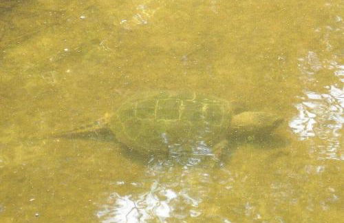 Luxury Cottage at Millpond Falls - Foto 23